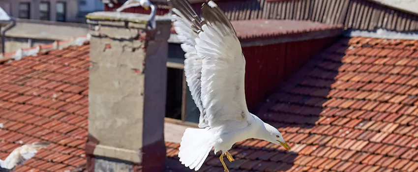 Residential Chimney Animal Removal Solution in McNair, VA