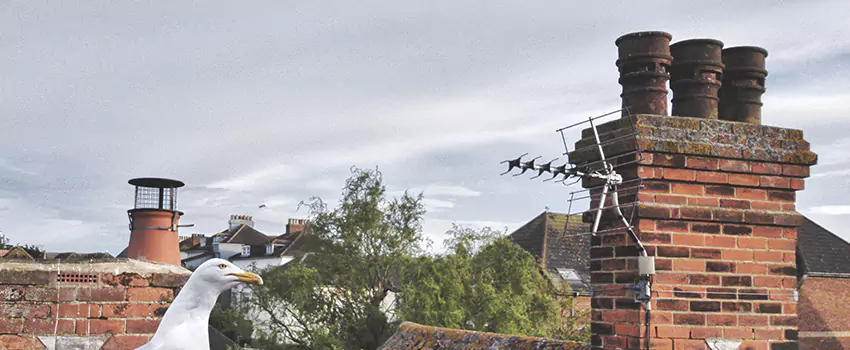 Chimney Cleaning And Restoration in McNair, Virginia